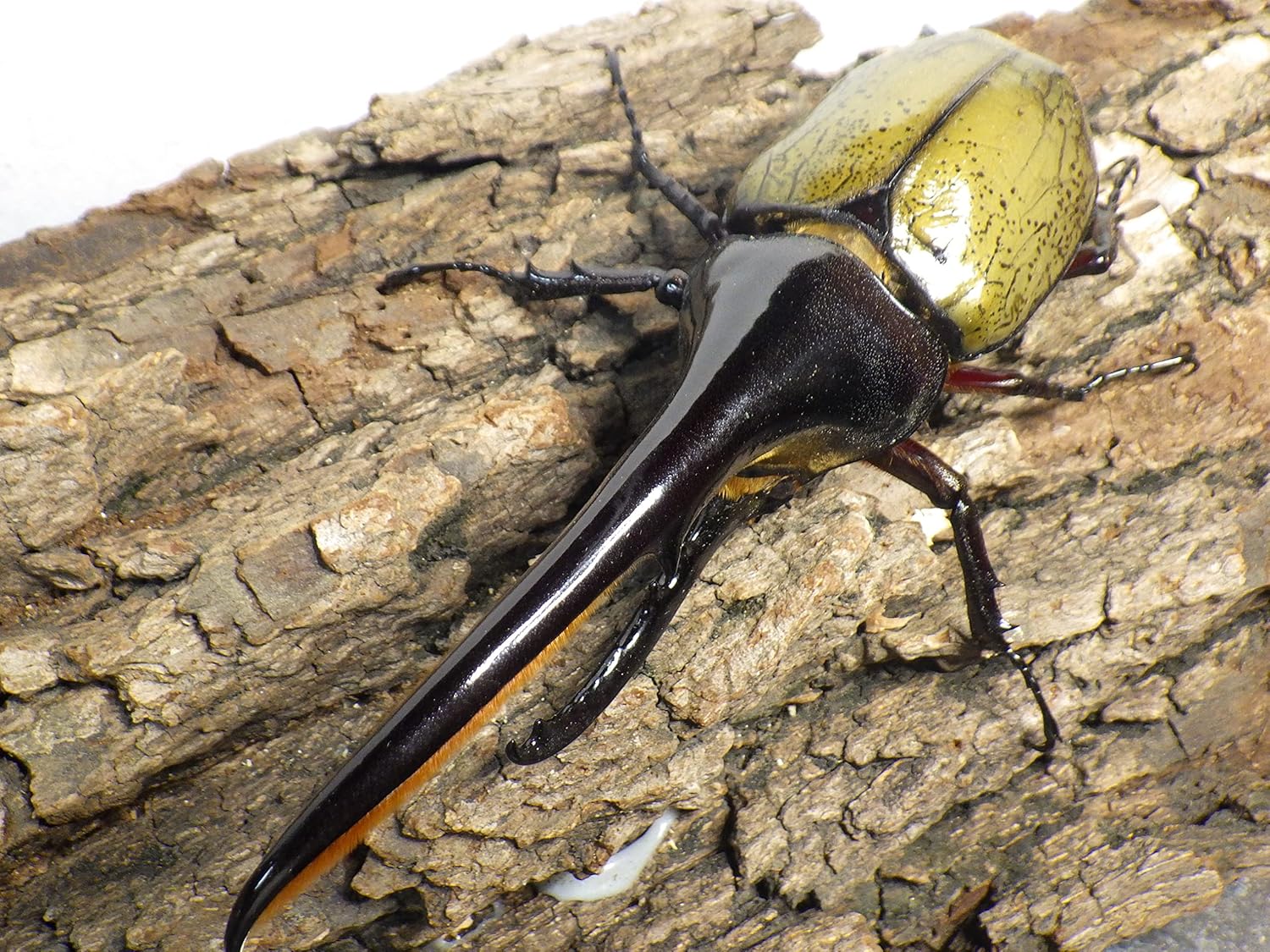 ②ヘラクレスオオカブトムシ148mm 本当に大きいです。