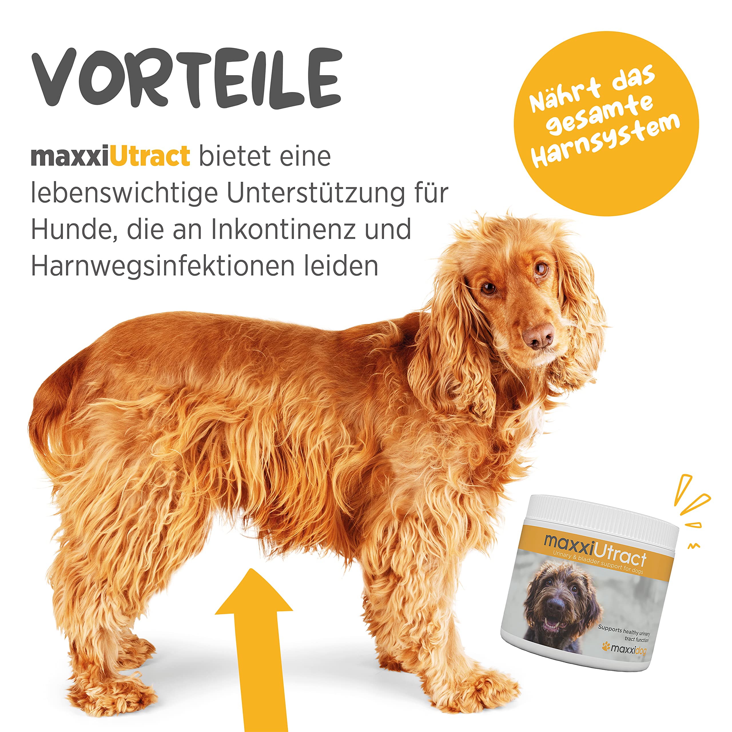 maxxipaws maxxiUtract Harnwegs- und Blasenunterstützung - Nahrungsergänzungsmittel in Pulverform für Hunde, 150g
