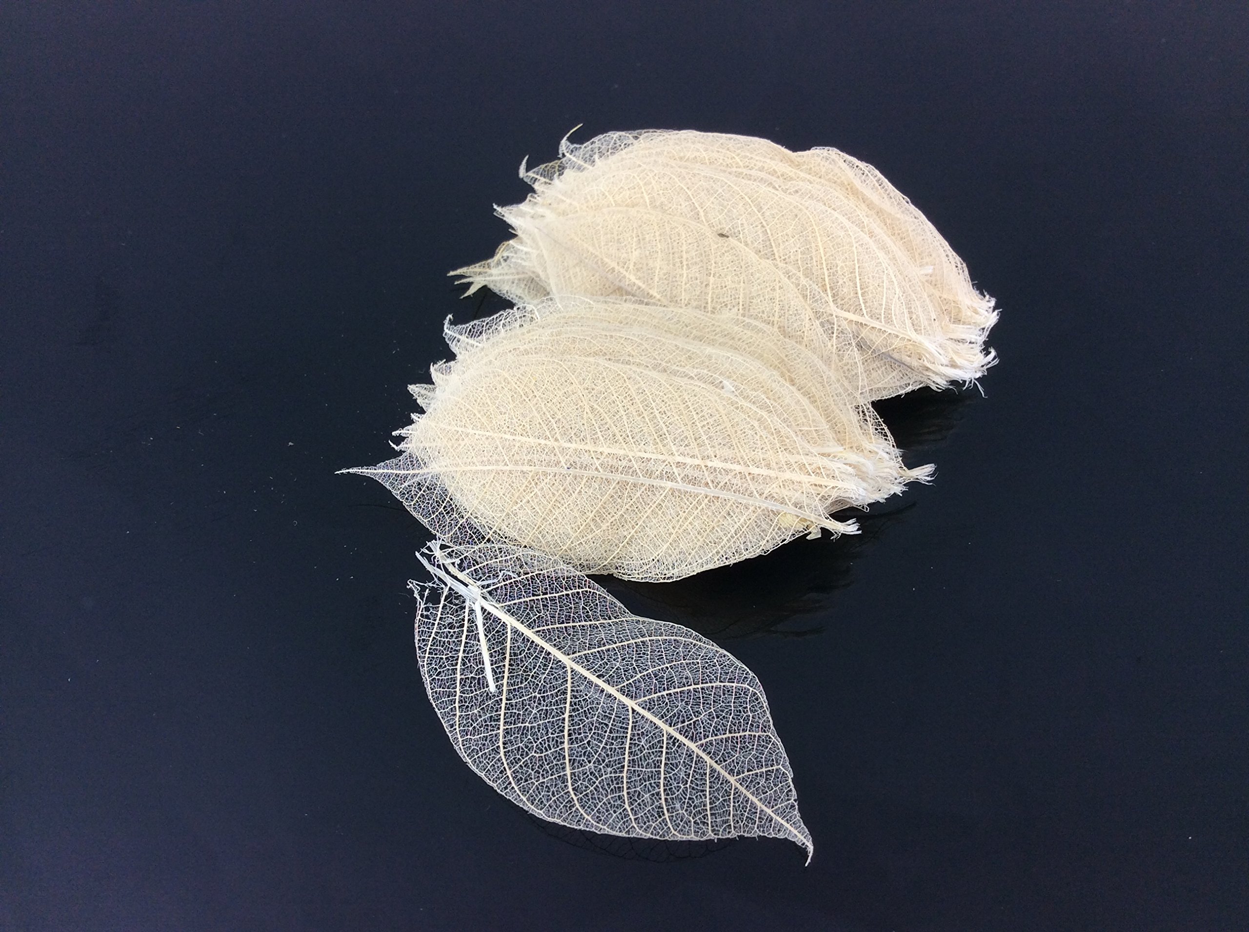 Skeleton Leaves 1 Inch 100 pcs Natural Rubber Leaves Flower Making Floral Scrapbook Craft Wedding Card