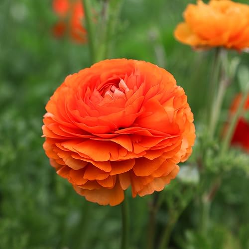 Miniatura 5 de Easy to Grow Ranunculus Tecolote 'Sunset' - Bulbos de plantas (paquete de 10) - Floración naranja brillante en jardines de primavera templados