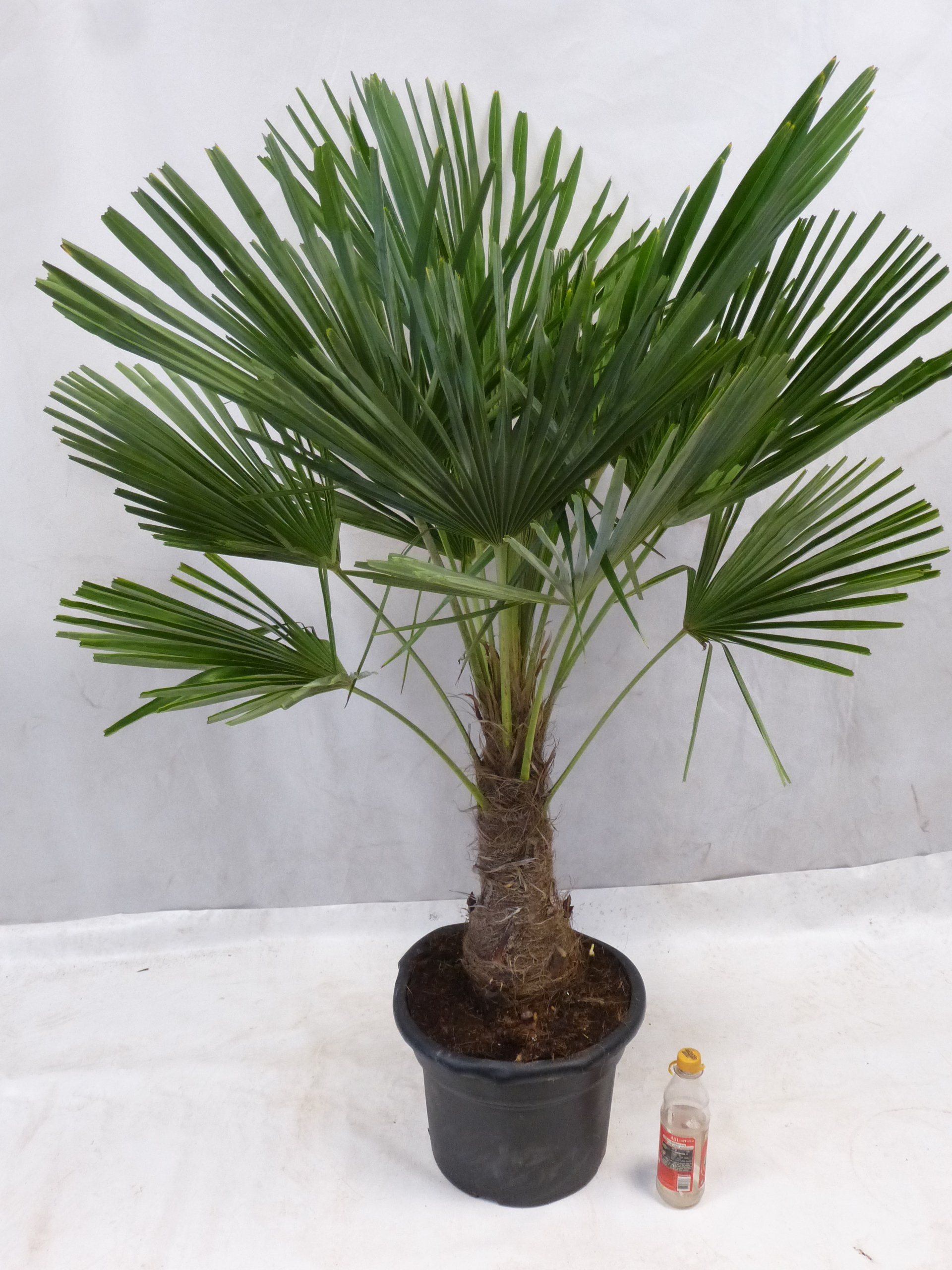 [Palmenlager] - XL Trachycarpus fortunei - Winterharte Palme 170 cm - Stamm 40 cm