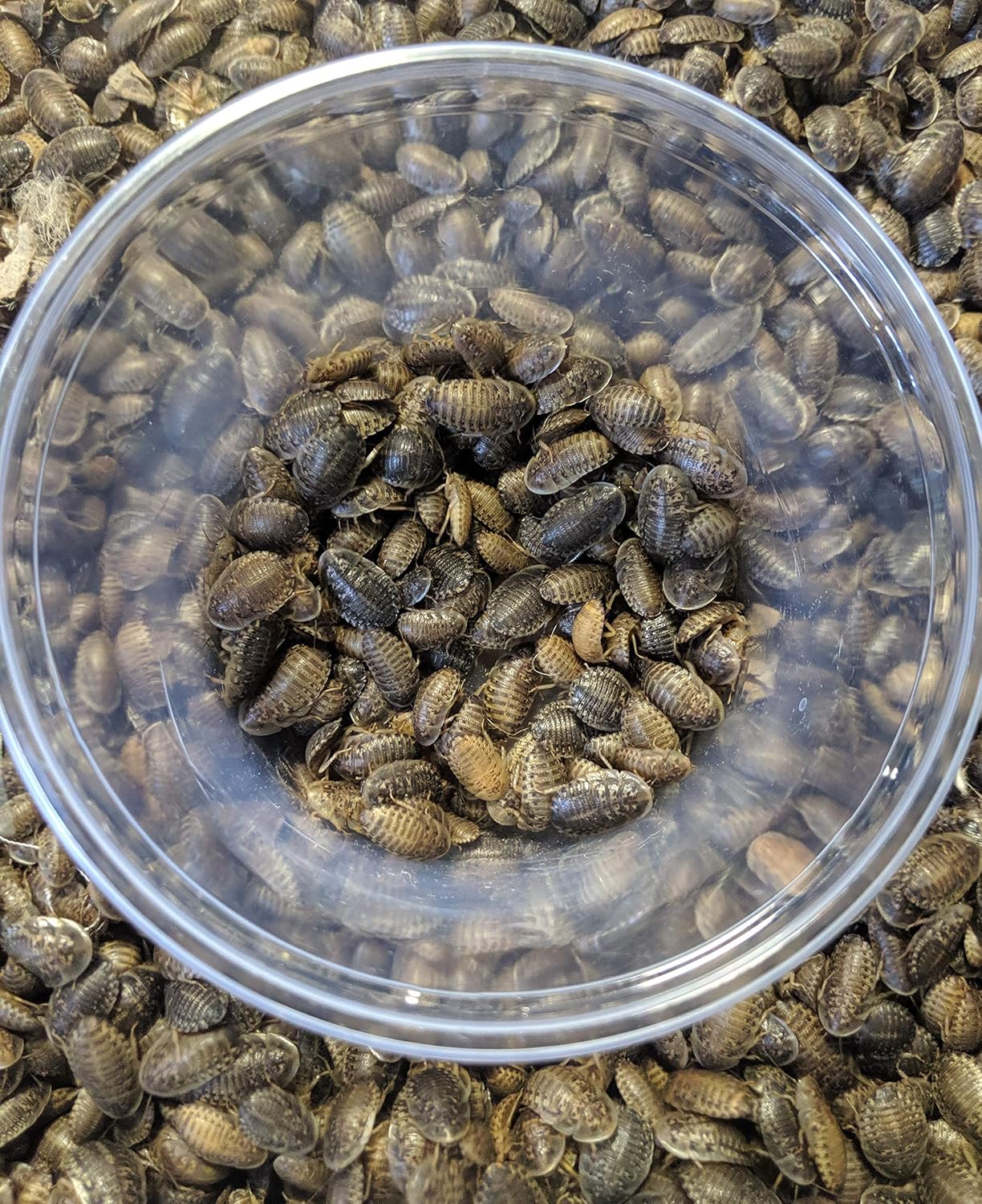 DBDPet Premium Live Dubia Roaches 100ct Medium (0.45-0.70") - Bearded Dragon, Leopard Gecko, Phelsuma, Chameleon, and Other Small Reptile Food - Includes a Caresheet