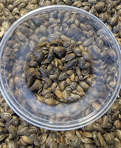 Miniatura 3 de DBDPet Premium Live Dubia Roaches 100 unidades medianas (0.45-0.70 pulgadas) - Dragón barbudo, leopardo gecko, felsuma, camaleón y otros pequeños