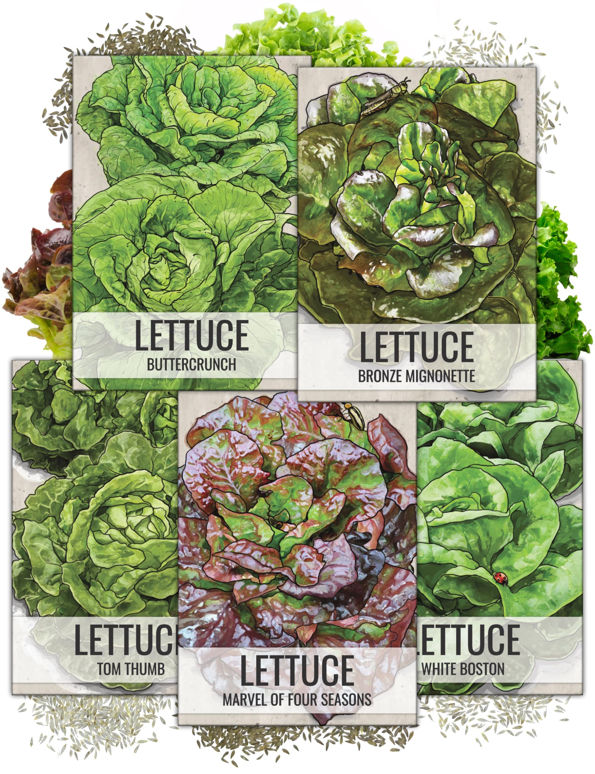 Seed Needs, Butterhead Lettuce Seeds for Planting (5 Lettuce Variety Pack/Seed Collection) Heirloom, Non-GMO & Untreated - Great for Hydroponics