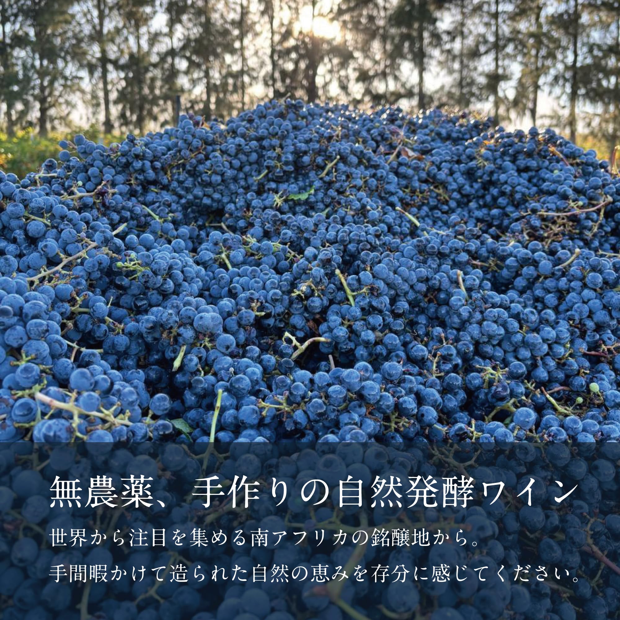 Amazon.co.jp: 海底で熟成されたワイン - SUBRINA｜2021 ACT5 サブリナ