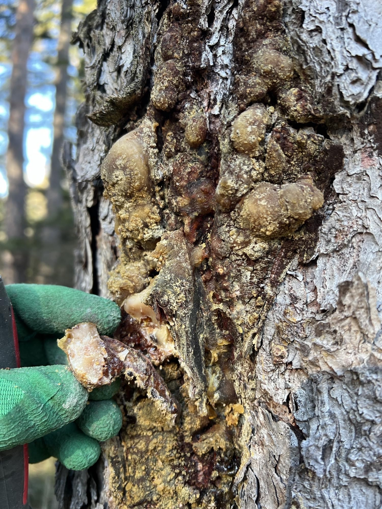 Bio PECHSALBE HARZSALBE | natürliches Fichten und Kiefern Baumharz | aus Österreichs Wäldern | reines Naturprodukt | ohne Konservierungsstoffe | traditionelles Rezept (Olivenöl, 50ml)