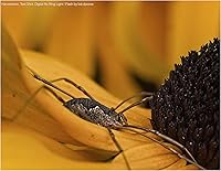 Vista 2 de Anillo de luz LED macro para Sony Alpha a6000 / a6300 / a6500 / a6600 /a6700