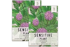 100 Seed Needs Sensitive Plant Seeds: Mimosa Pudica with Pink Annual Blooms