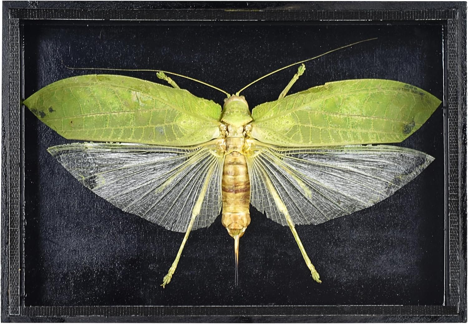 Gothic Shadow Box - Real Green Leaf Insect Taxidermy in 8"x6" Wood Frame, Unique Wall Art for Halloween Decor and Goth Home Décor