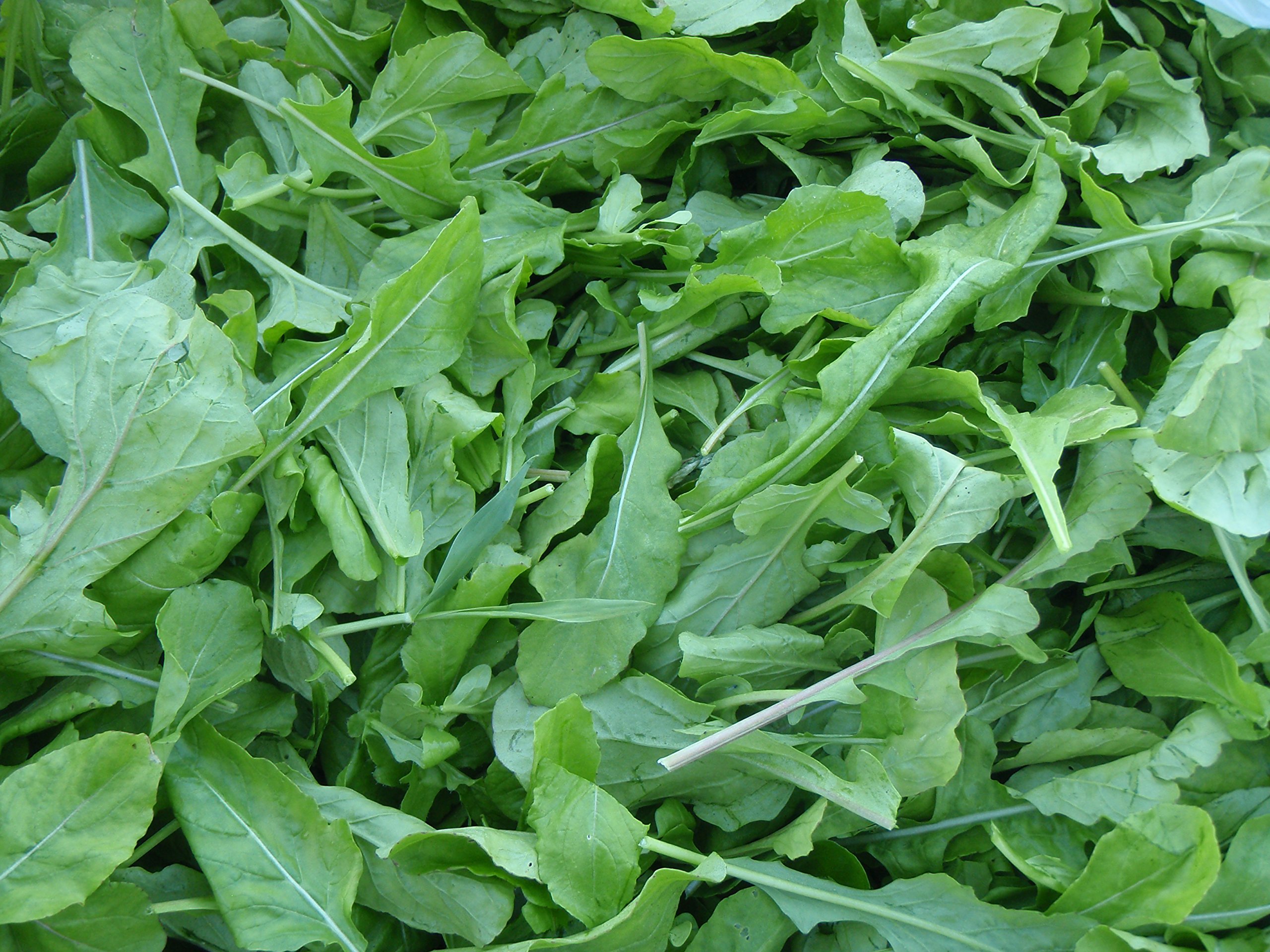 National Gardens Arugula Green Leaf Vegetable Seeds (B094YPS1X7) Amazon Price History, Amazon Price Tracker