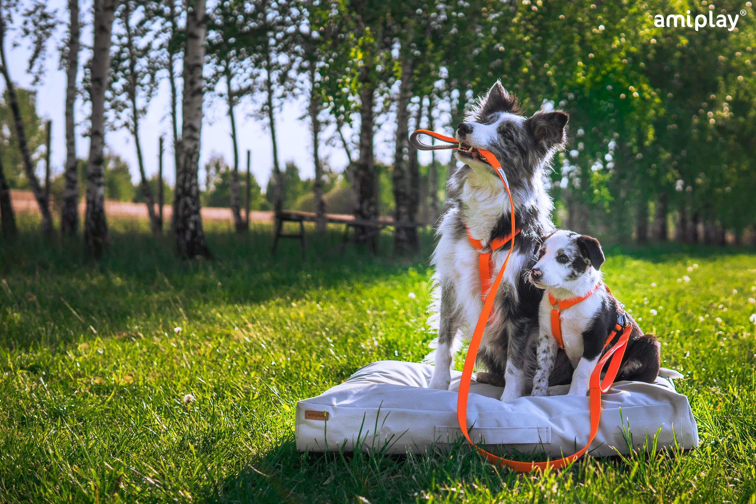 Amiplay Samba Hunde Schleppleine - Trainingsleine 10m - Ideal für Rückruf-Training und Kontrolle - Geeignet für kleine und große Hunde