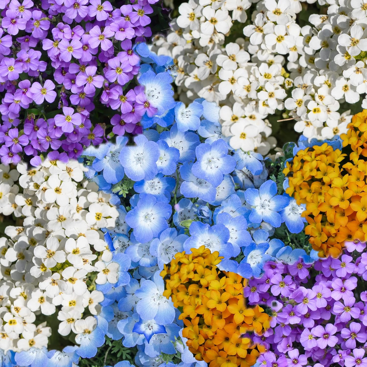 Rock Garden Perennials Hardy Mix Seeds - Rock Garden Seeds - Flower Seeds - Seeds for 100 Plants - View 8
