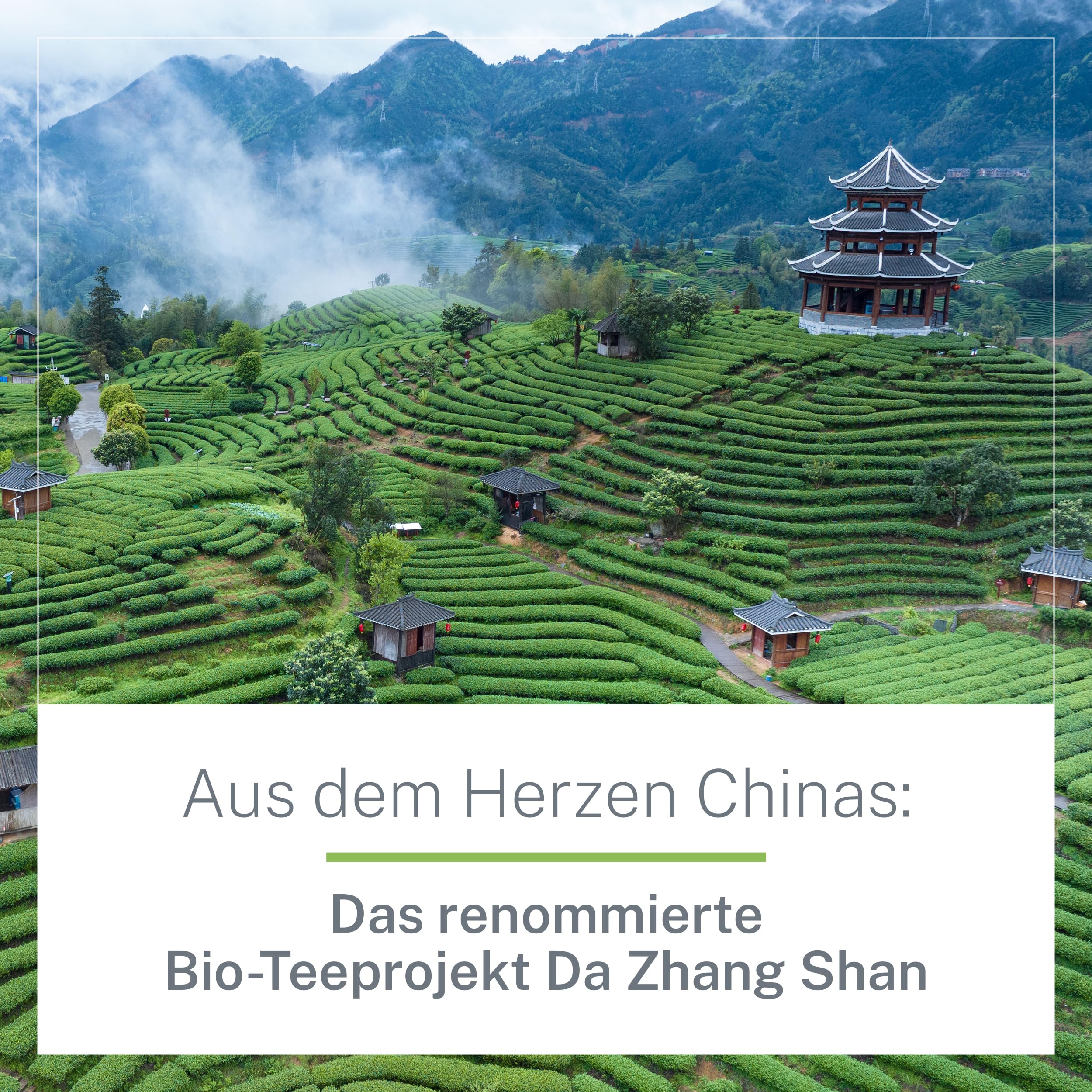 Chun Mee Bio-Tee 1kg – Hochwertiger Grüntee in Bio-Qualität aus China – Grüntee aus ökologischem Anbau – Rauchig-Süß im Geschmack – Für Genießer und Tee-Kenner – MyCupOfTea (Packung mit 2)
