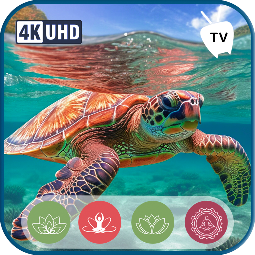 Ocean Harmony - Ruhige Meeresschildkröten und Korallenriff-Ambiente - Das ultimative entspannende Musikerlebnis für Tablets & Fire TV - Werbefreie Glückseligkeit