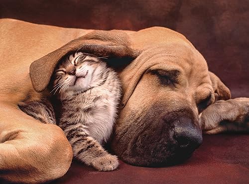 Miniatura 2 de Clementoni Cuddles Cute Cat & Dog - Rompecabezas de 500 piezas para adultos