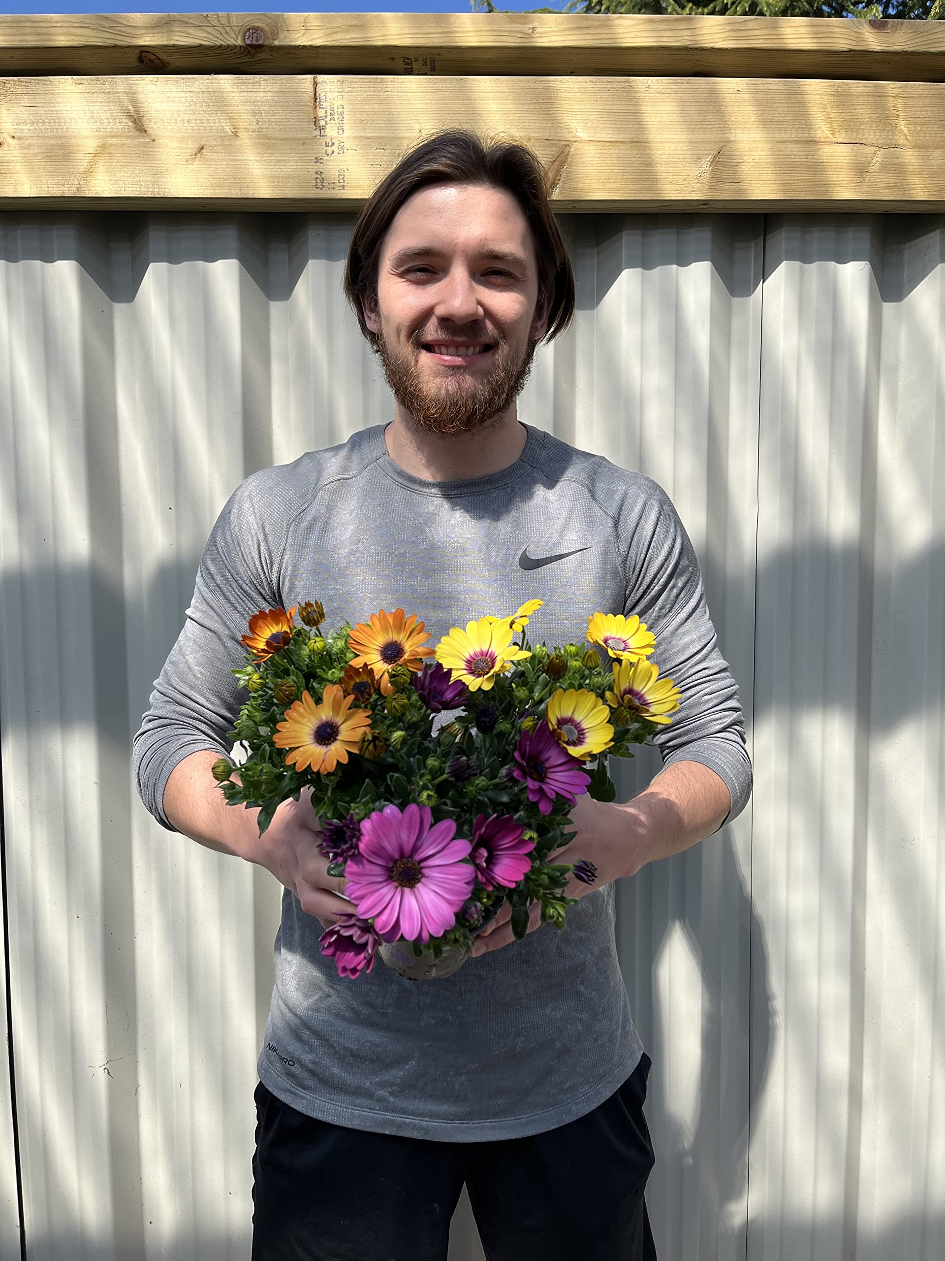 3 x Osteospermum | Mixed Colours Supplied in 11cm Pots | Ready to Plant Bedding Plant