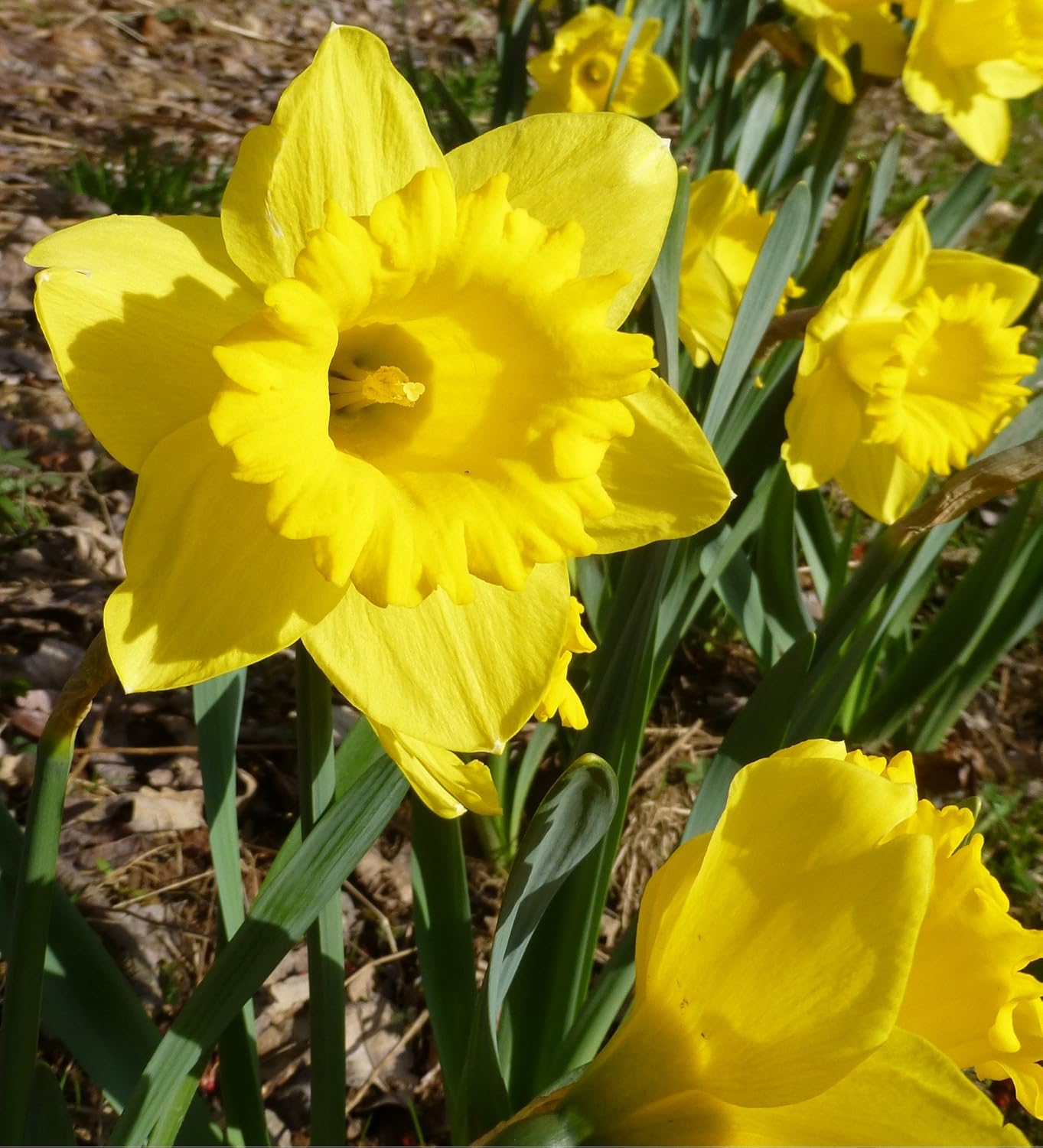 Sycamore Trading Daffodil King Alfred x 10 Bulbs. Often referred to as