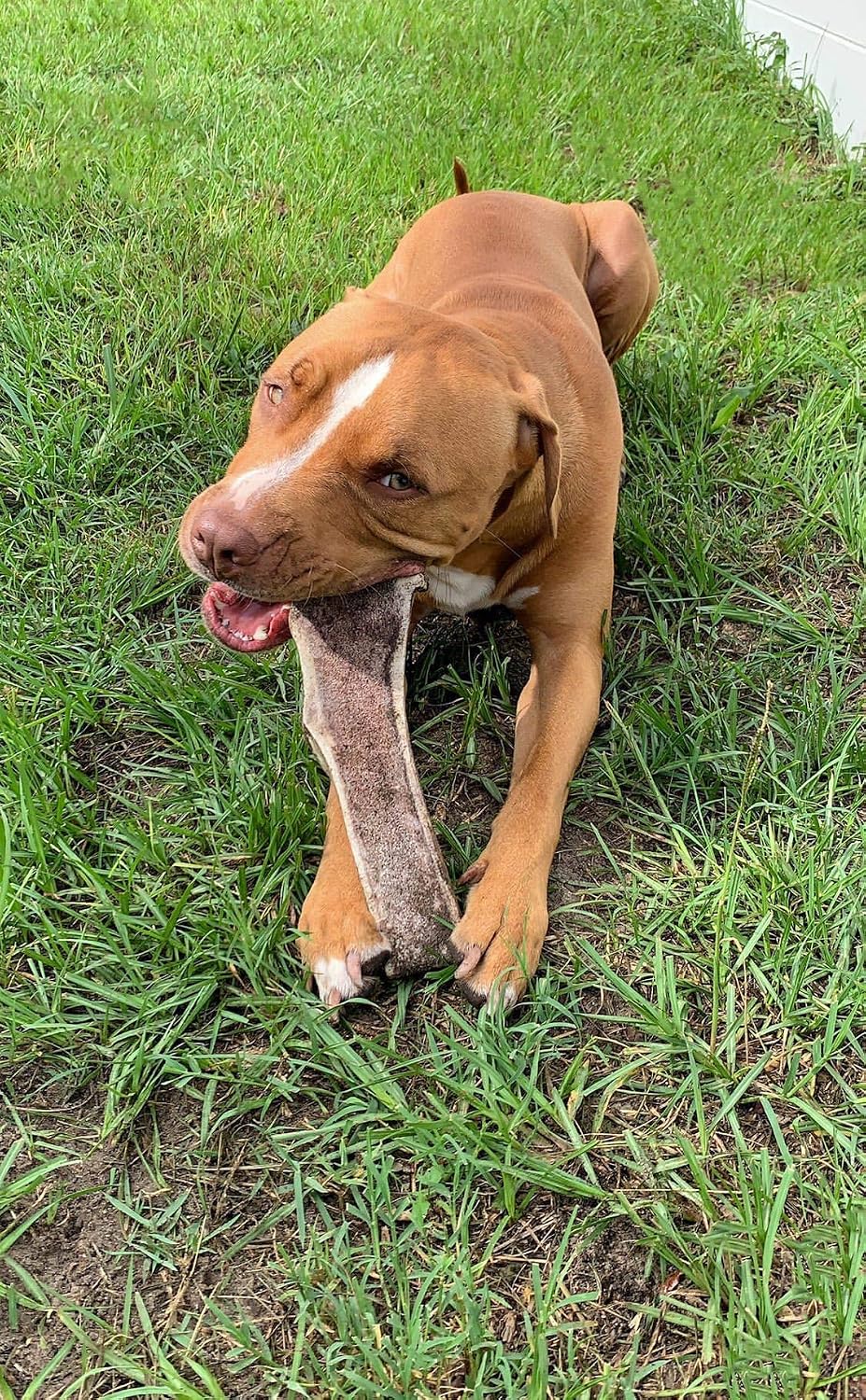 Perfect Pet Chews Split/Whole Elk Antler Combo Pack - Grade A, All Natural, Organic, and Long Lasting Treats - Made from Naturally Shed Antlers in The USA - Mega Treat - 2 Pack