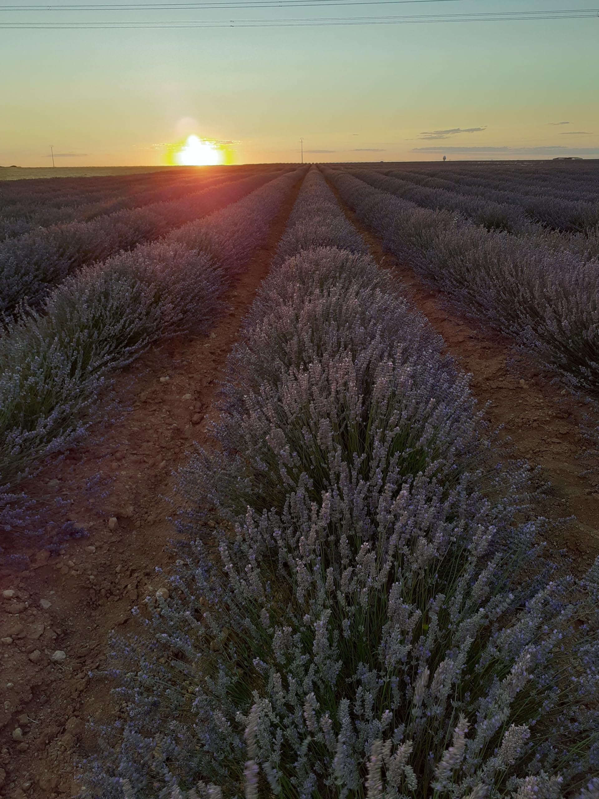 Esencia de Cerrato: Aceite esencial de Lavanda ecológico. 500 ml. 0,5l. Producido en España (Cerrato Palentino). Destilado por arrastre de vapor. Único con Registro Sanitario Alimentario Español