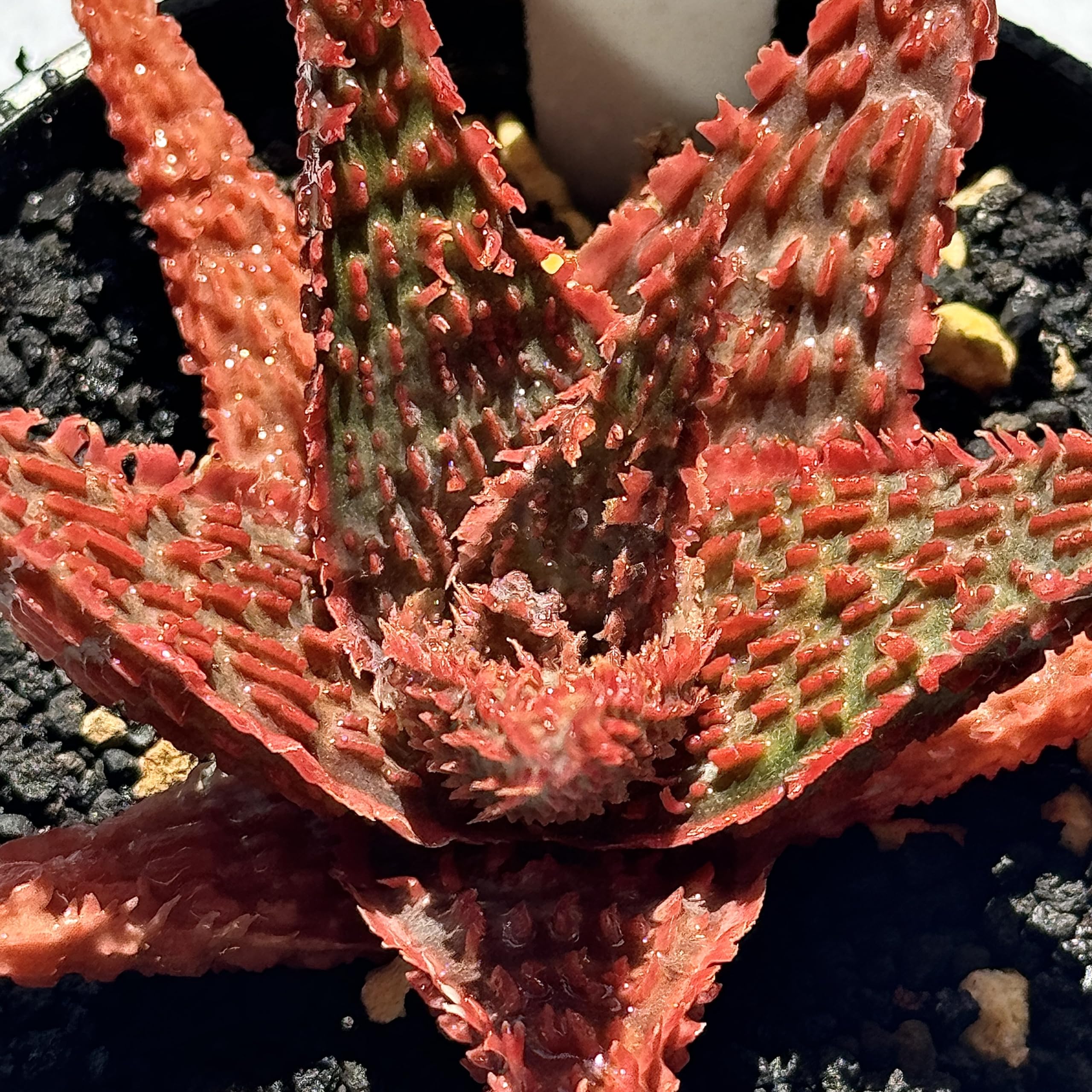 速達付き◾️アロエ TCTハイブリッド レッドタグ 成熟株【親株】Aloe hyb Amazon｜多肉植物 観葉植物 アロエ ハイブリッド Aloe hybird HYB 特選
