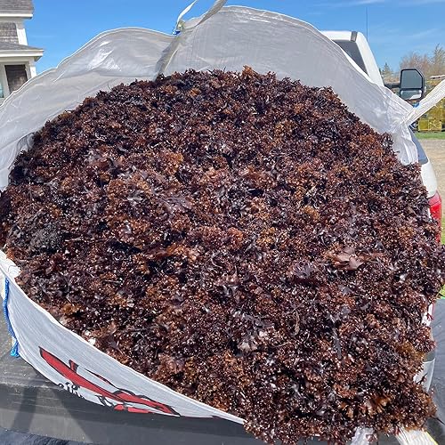 Musgo marino irlandés morado puro a granel, 100% silvestre y natural, chondru crujiente orgánico crudo, 92 minerales, perfecto para gel de musgo Musgo marino irlandés morado puro a granel, 100% silvestre y natural, chondru crujiente orgánico crudo, 92 minerales, perfecto para gel de musgo