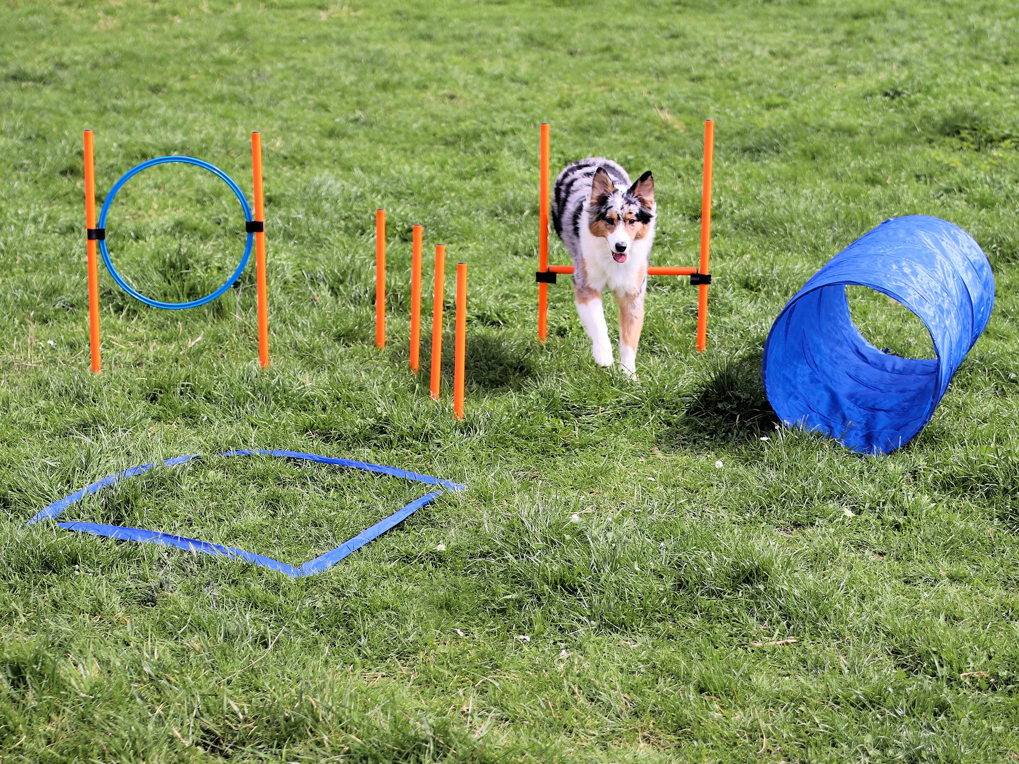 Agility Dog Trainings Set X Tunnel-Sprungring-Hürden-Slalom-Stangen für Hunde