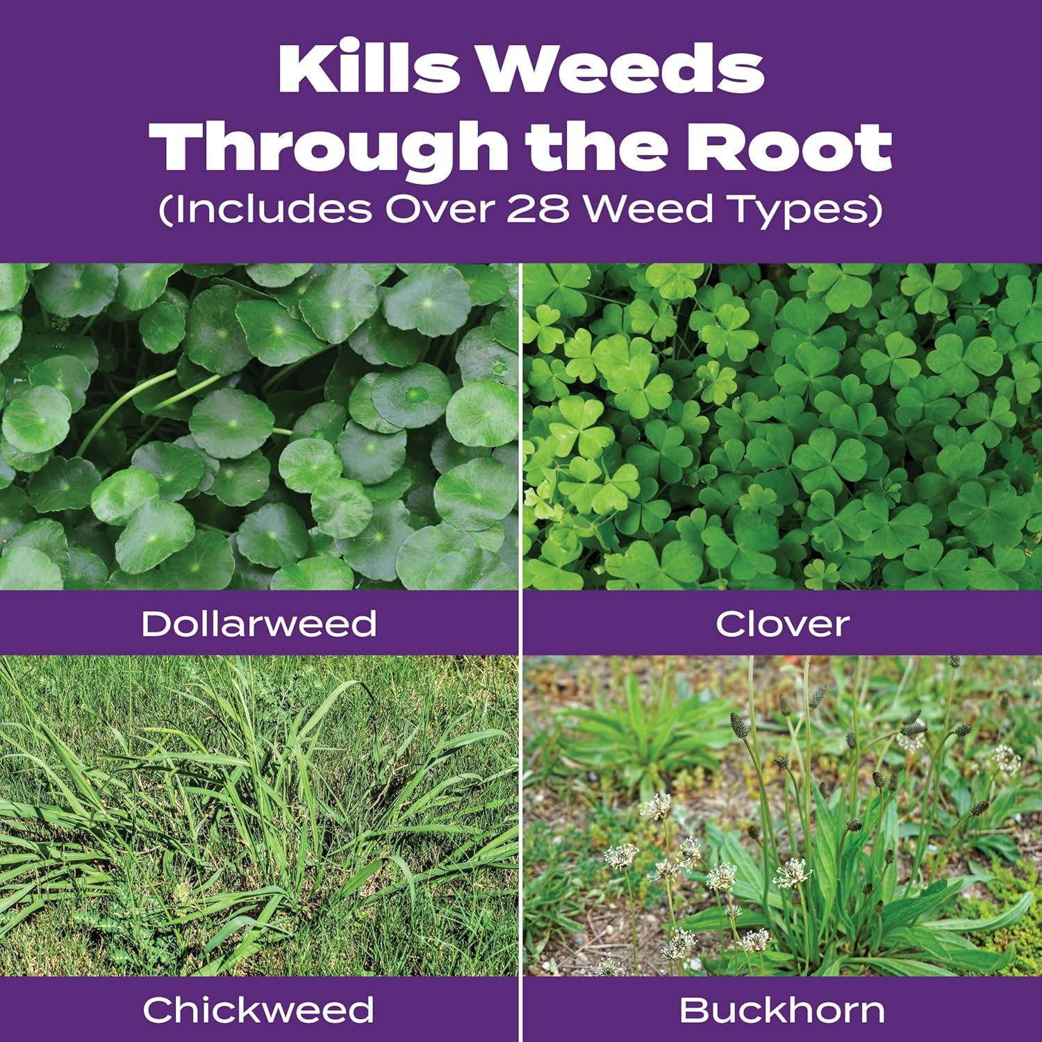 Scotts Turf Builder Bonus S Southern Weed and FeedF2-5,000 sq. ft., Florida Fertilizer Kills Dollarweed and Clover, Fertilizes Grass to Crowd Out Future Weeds, Use on Southern Grasses, 17.34 lb.
