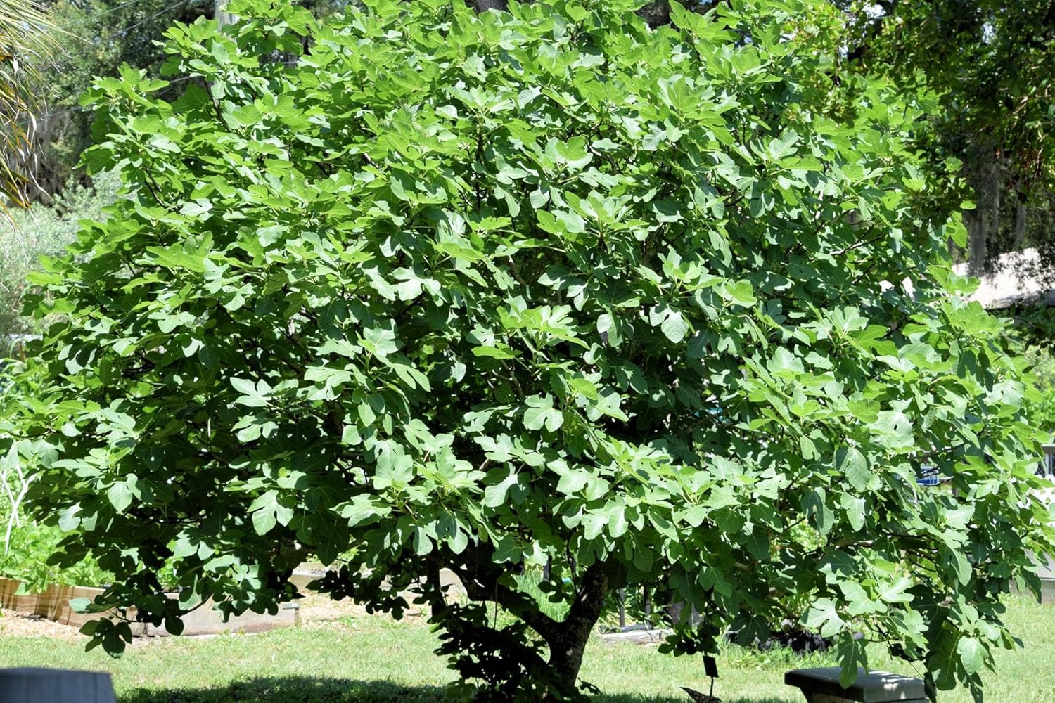 Live Fig Tree 1 Gallon Pot 20 Inches Tall Self Fertile Fruit Tree Cold Hardy Container Friendly Variety May Vary Zones 5 to 11
