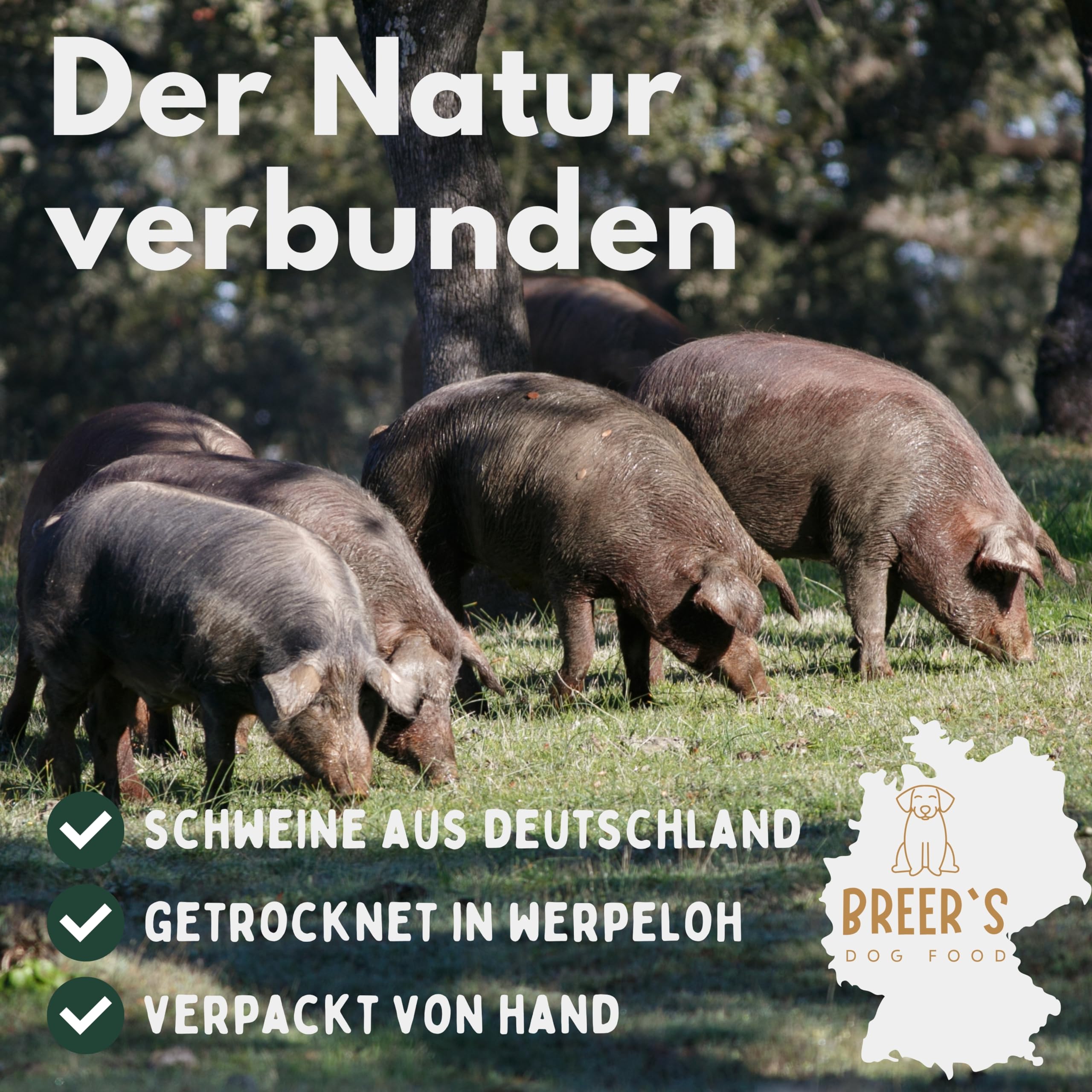 BREERs - Lot de 10 oreilles de porc séchées pour chien - Produit à mâcher - Friandises pour chien - Sans céréales - Friandises à mâcher - Fabrication allemande