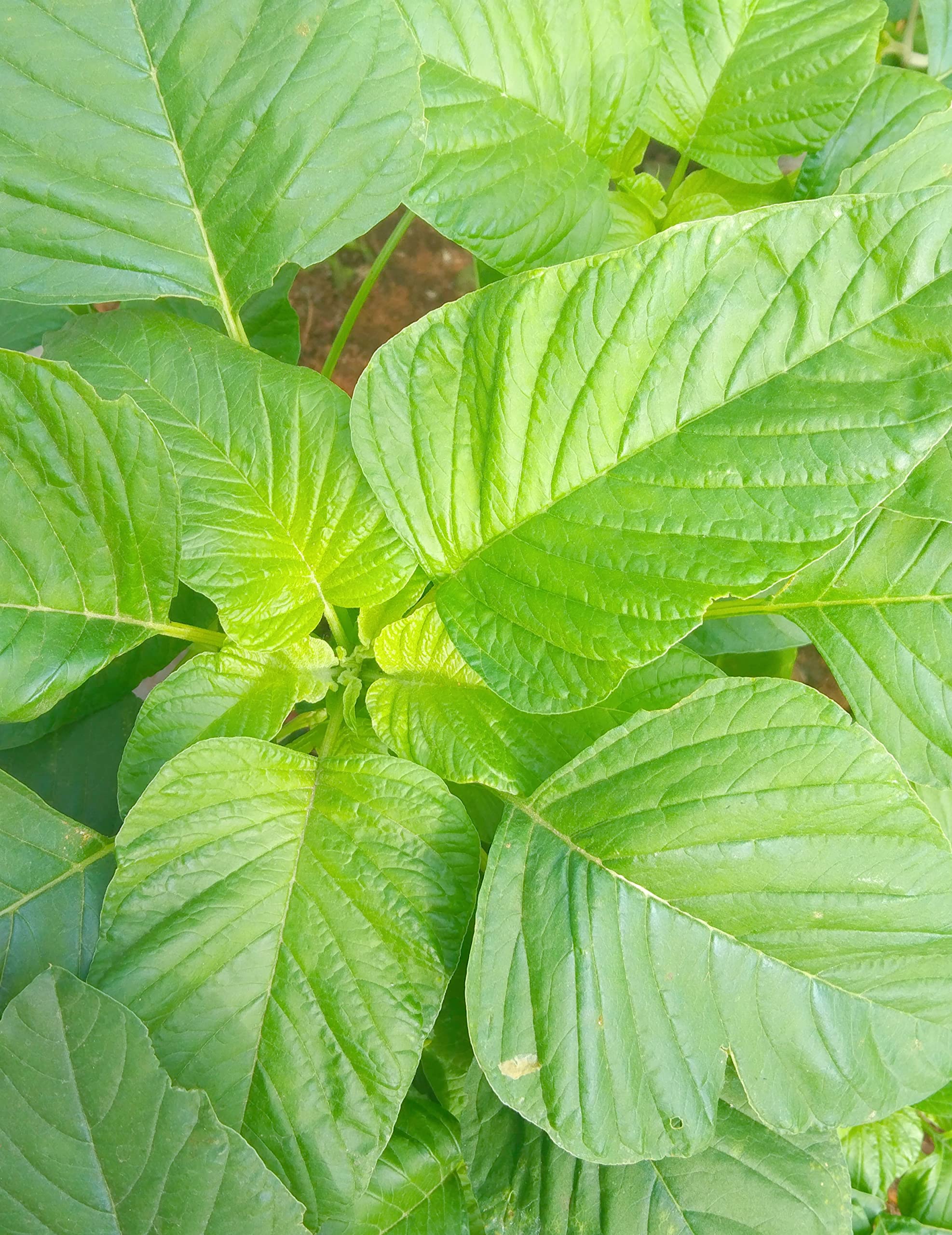Thandu keerai seeds/amaranthus viridis gaint leaf pack of 500 seeds/Traditional spinach (B0BY5P1DZ6) Amazon Price History, Amazon Price Tracker