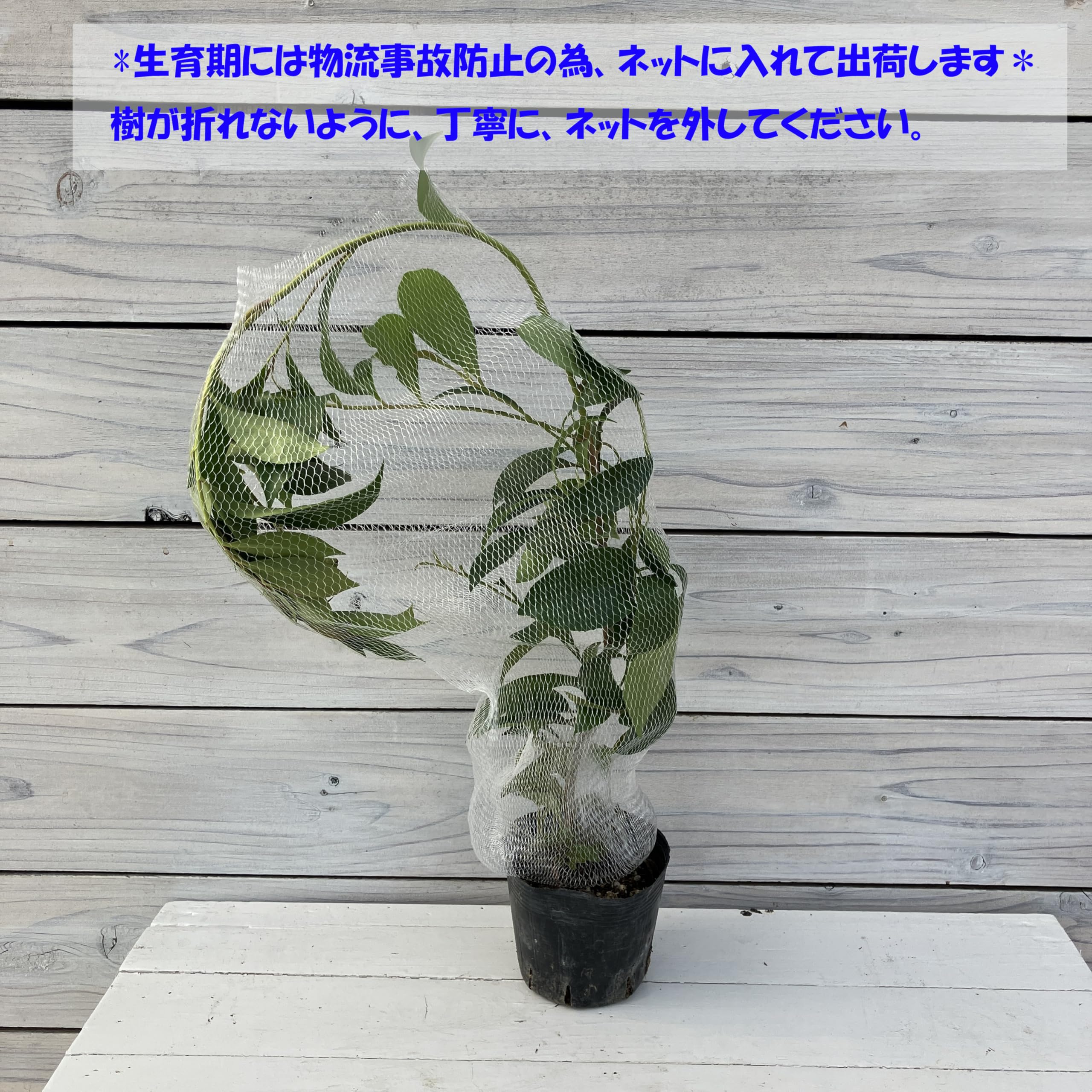 Amazon | サカキ 苗木 3.5号 1株 ホンサカキ 本榊 真榊 榊 さかき