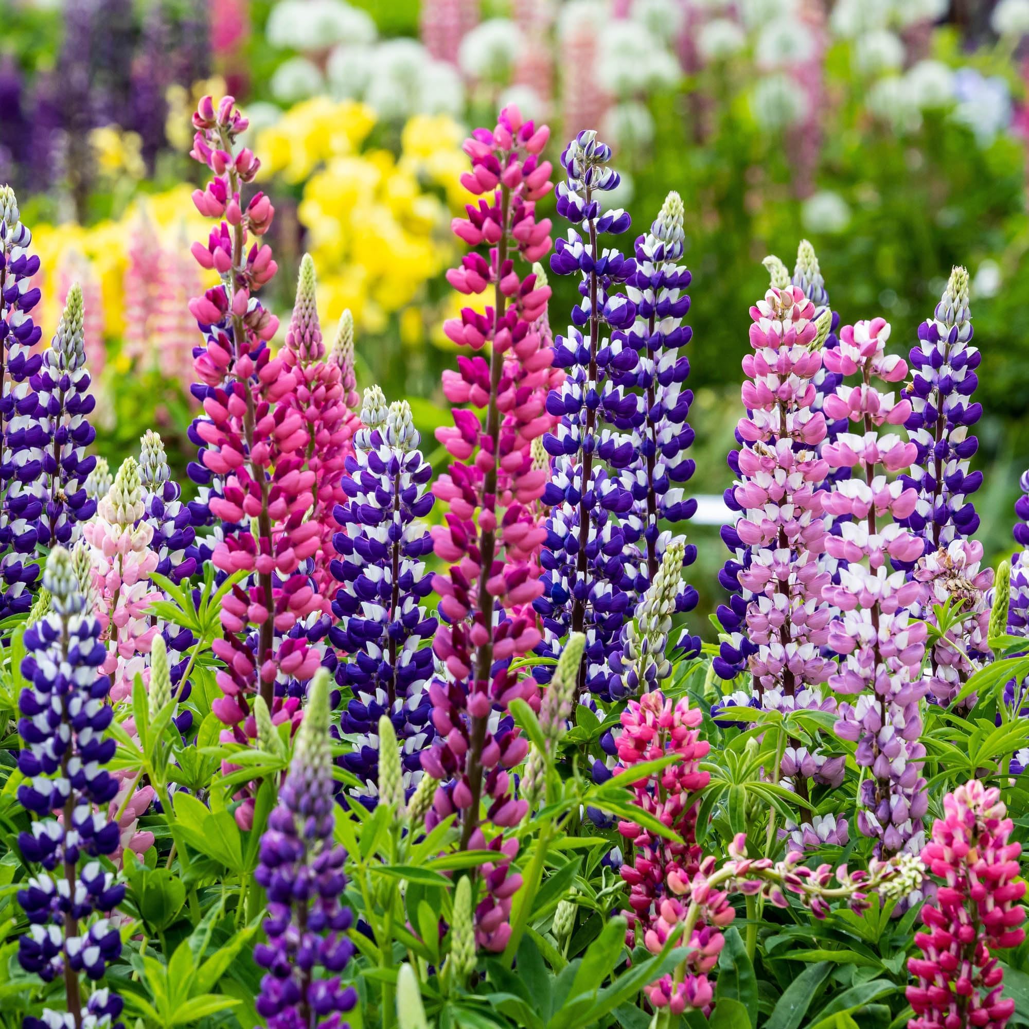 Outsidepride Mixed Russells Lupine Seeds - 1/4 Lb. Perennial, Self-Sowing, Cold Hardy & Frost Tolerant Wildflower Seeds for Fall Planting, Ideal for Attracting Pollinators & Hummingbirds
