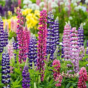 Outsidepride Mixed Russells Lupine Seeds - 500 Pcs Perennial, Self-Sowing, Cold Hardy & Frost Tolerant Wildflower Seeds for Fall Planting, Ideal for Attracting Pollinators & Hummingbirds