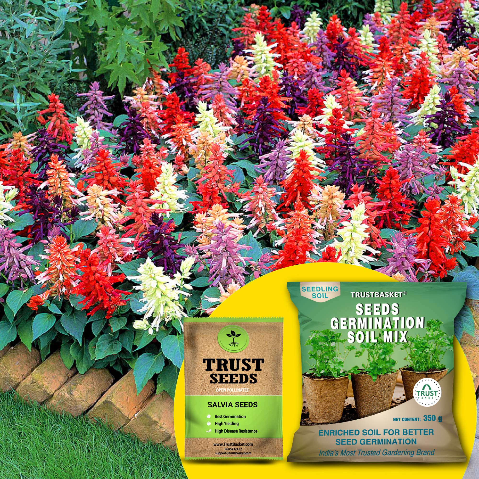 TrustBasket Salvia Mixed (OP/Desi) Seeds with Free Germination Potting Soil Mix