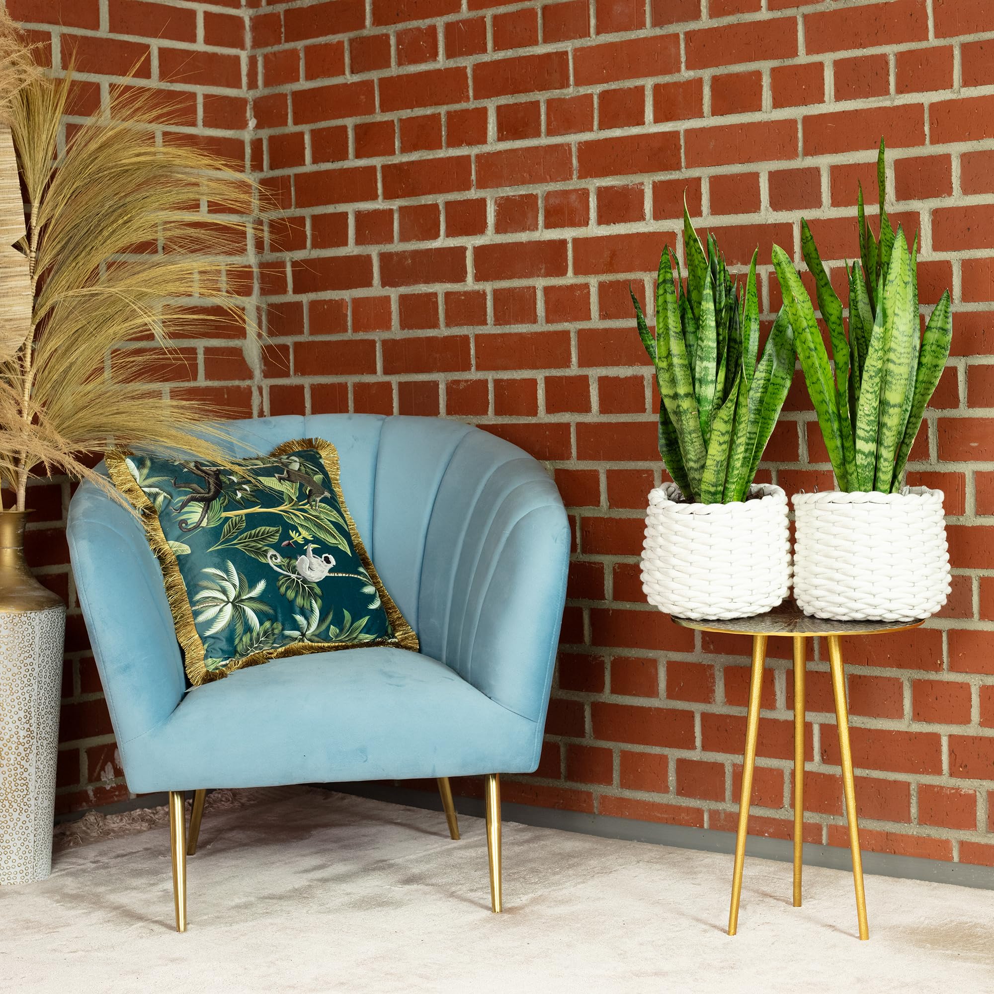 2 x konopie łukowe, łatwe w pielęgnacji rośliny pokojowe, Sansevieria zeylanica – wysokość ok. 65 cm, średnica doniczki 17 cm