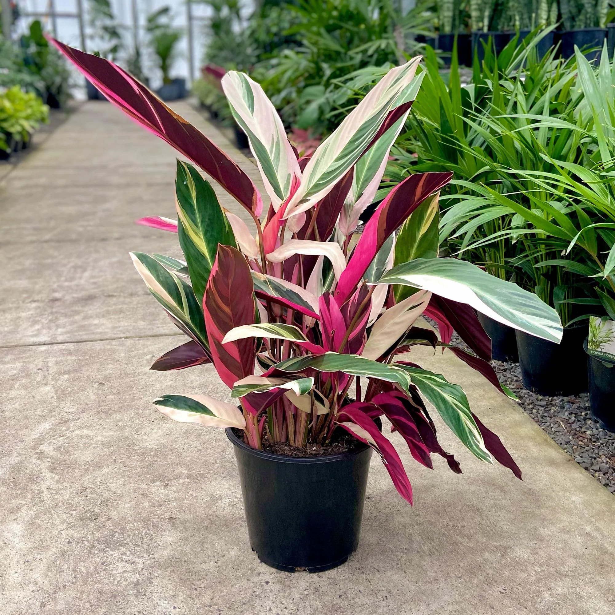 Stromanthe Triostar Live Plant/Triostar Prayer Plant/Calathea - Perfect for Home & Office Décor Per Pack 1pcs-picture-29