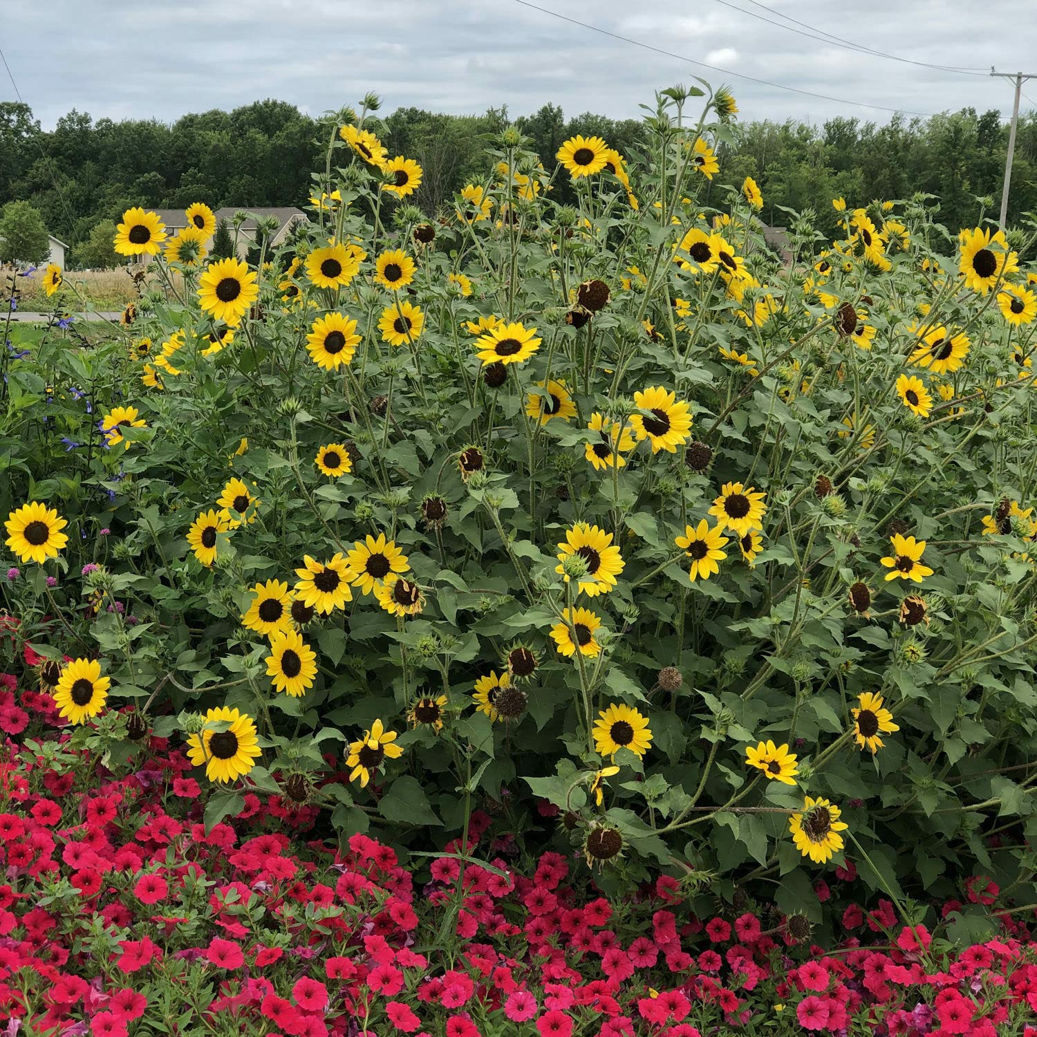 Piccolo Stella Sunflower - Helianthus Annuus Flower Seeds, 6 Feet Bush Sunflowers Home Garden Planting by Heavy Torch, 15 Seeds