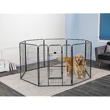 indoor cats for sale near me