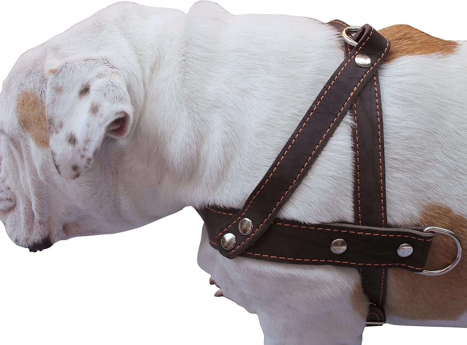 Genuine Brown Leather Dog Pulling Walking Harness Medium to Large. 25.5"-31" Chest, 1.5" Straps : Pet Halter Harnesses : Pet Supplies