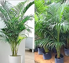 Areca Palm Live Tree, (Plant height 1.5-2.5 Feet), Thrives in Home Gardens, Produces in 2-3 Years - Perfect Indoor/Outdoor Tropical Plant for Your Space!"