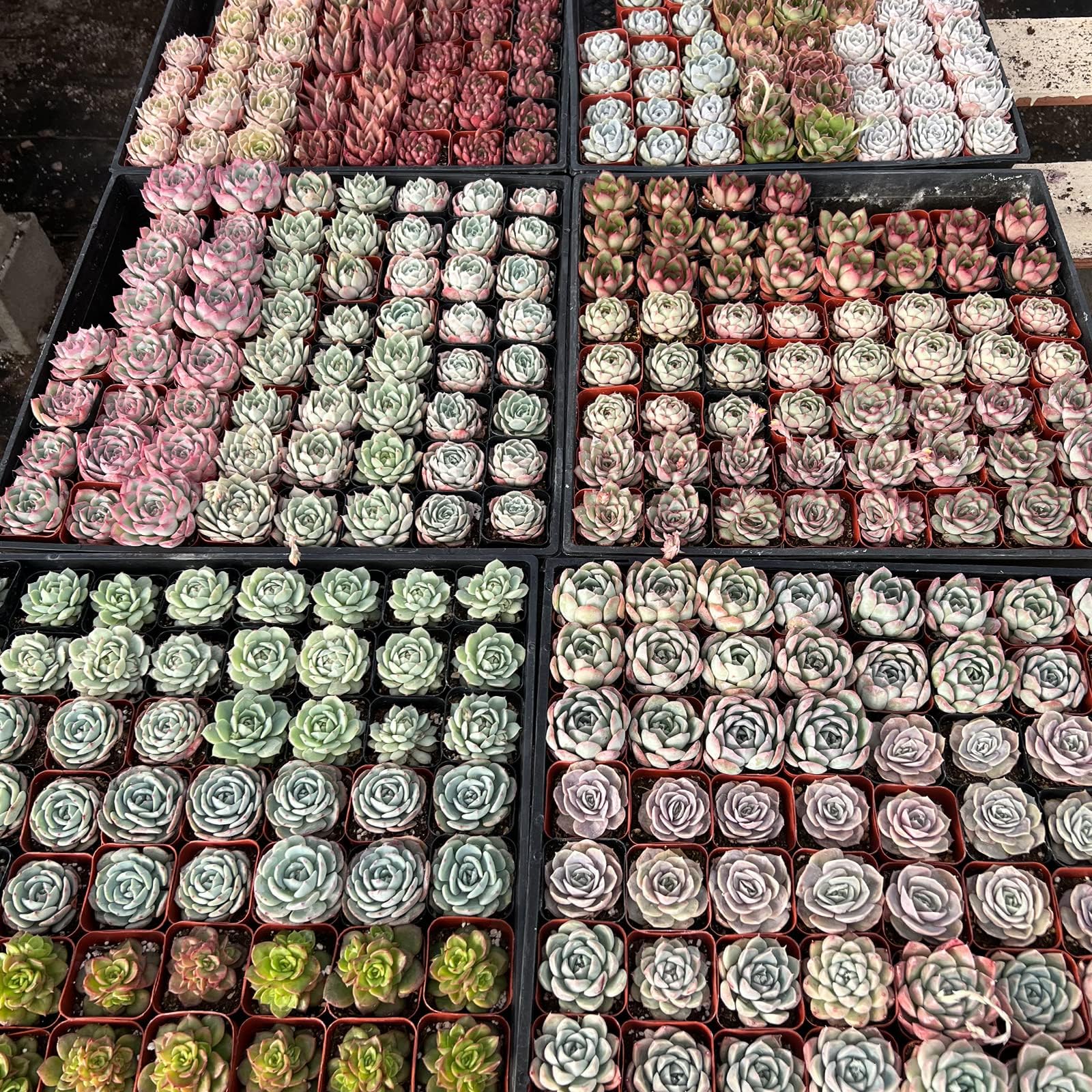 Sprout N GreenAssorted Live Succulent, 200 Pack Succulents Plants Fully Rooted in 2" Pot, Hand Selected Variety Small Indoor House Plants for Collection Wedding Decor Party Favor