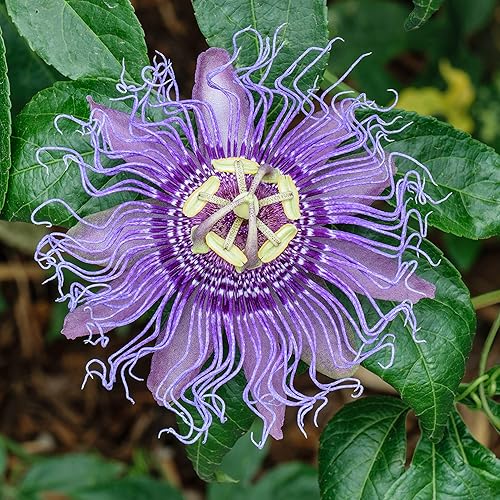 10 Semillas Raras Púrpura Pasiflora Passiflora Tropical Escalada Exótica Vid