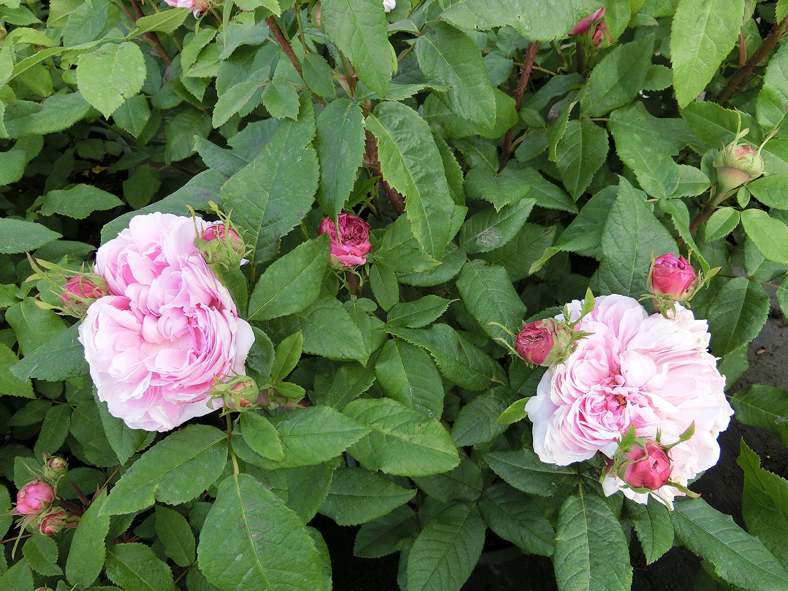 Garten-Schlüter Historische Rose 'Jacques Cartier'