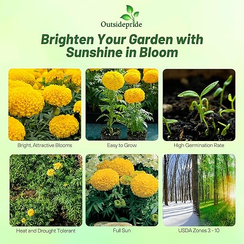 Miniatura 2 de Outsidepride Tagetes Erecta Caléndula Africana Amarillo para Parterres o Contenedores Grandes - 2000 Semillas