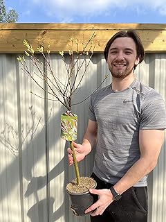 Salix Flamingo Tree | Salix Nishiki | Dwarf Willow Tree (60-70cm)