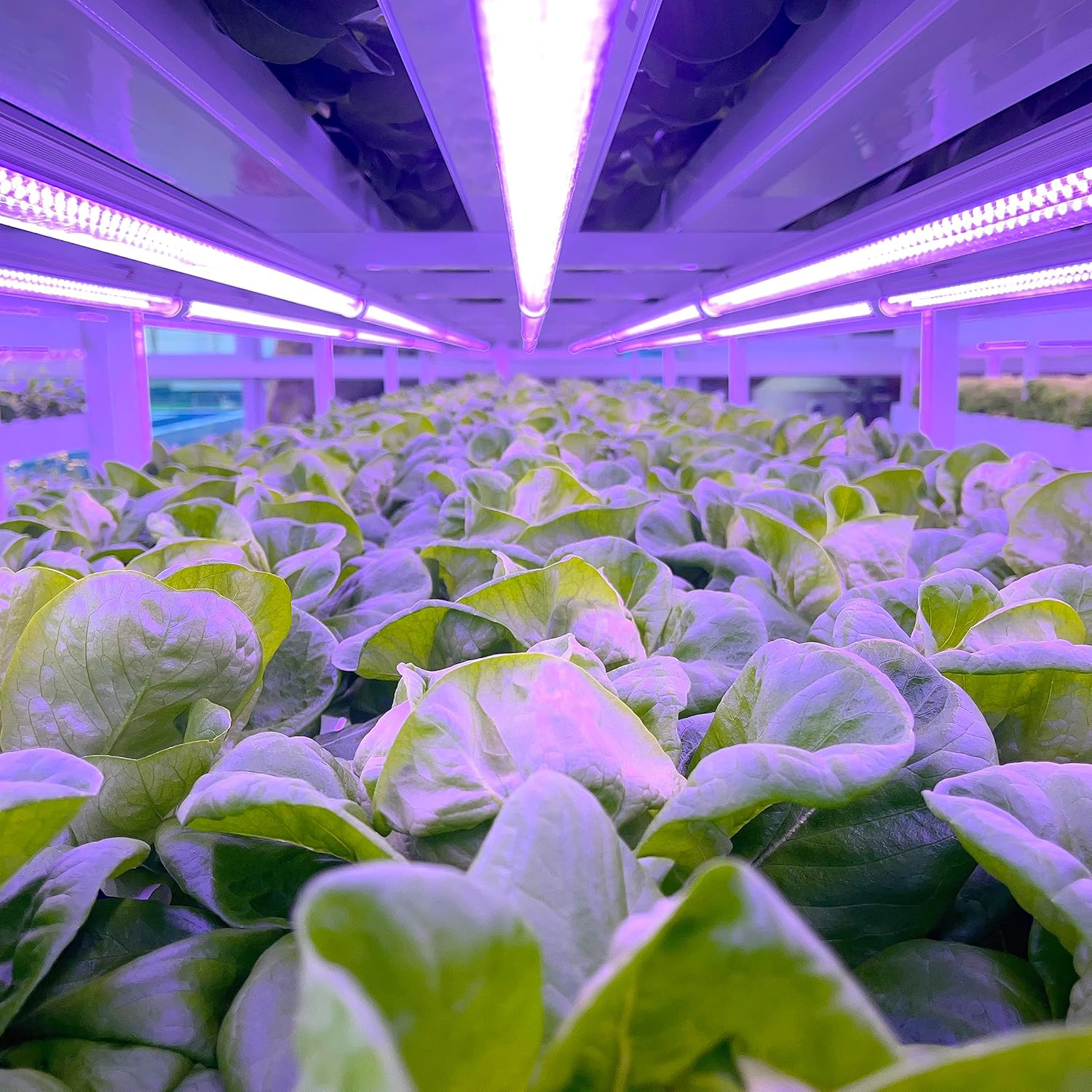 LED Planting ｜Aquaponics, hydroponics, Vertical Planting