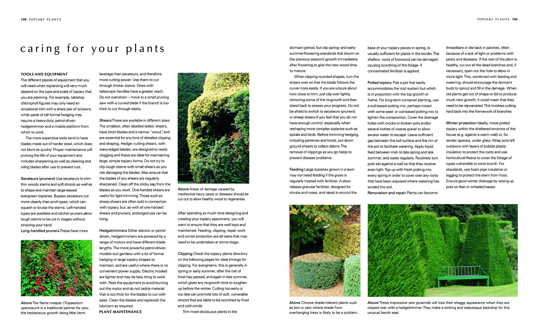 A Gardener's Guide to Topiary: The Art Of Clipping, Training And Shaping Plants