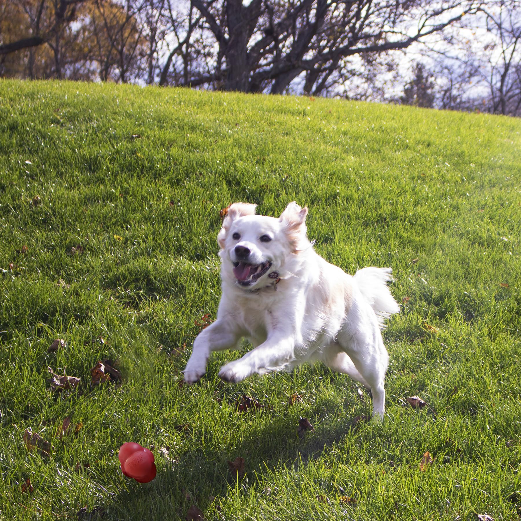 Titan Bessy Bounce Hundespielzeug mit unvorhersehbarer Sprungkraft, robust, langlebig
