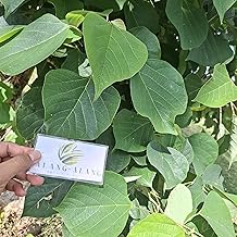 Jati putih (Gmelina arborea) White Teak Dried Leaves (80 gram)