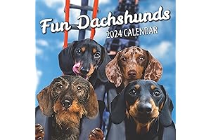 Fun Daschunds Dog Wall Calendar 2024 - The Cutest Canine Companion